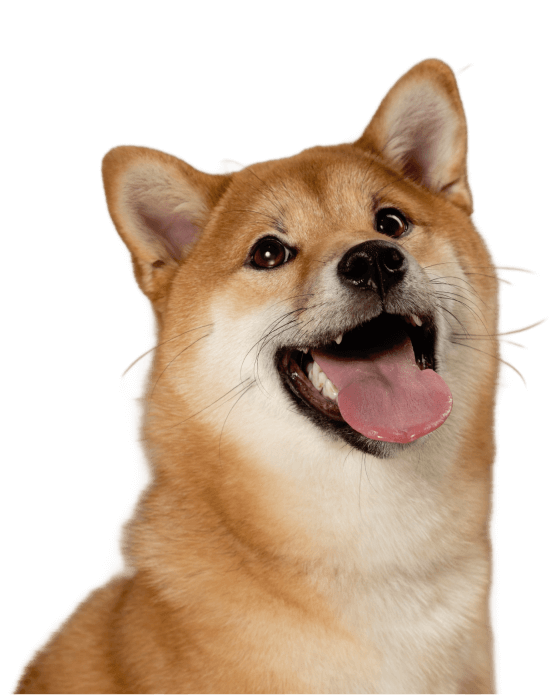 Perro feliz con expresión alegre y enérgica.