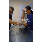 Video 01 Petmet