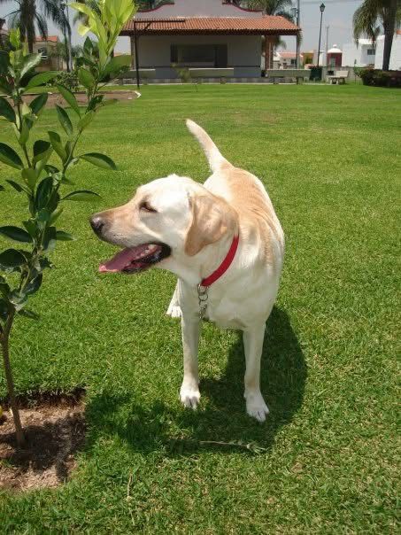 Gala, perrita que inspiró Petmet